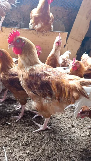 Roosters for Sale