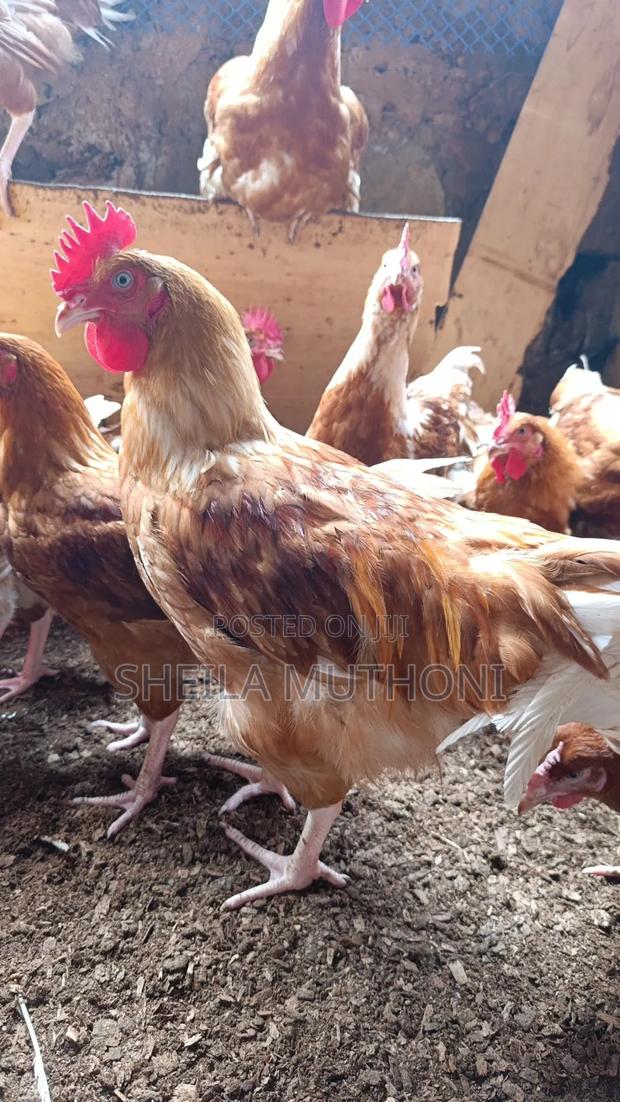 Roosters for Sale