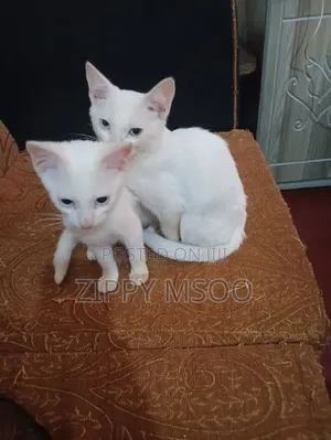 3-6 months Male Purebred Siamese