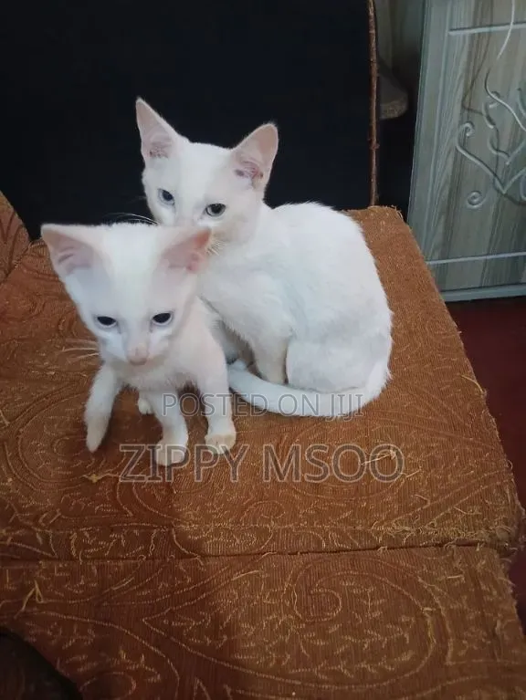 3-6 months Male Purebred Siamese