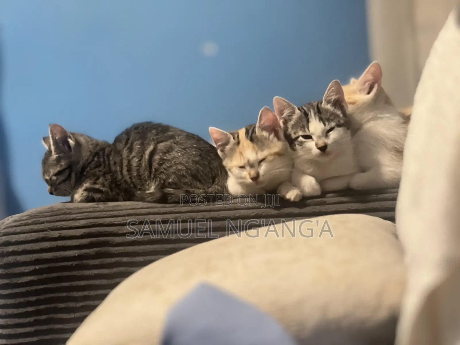 0-1 month Female Mixed Breed American Shorthair