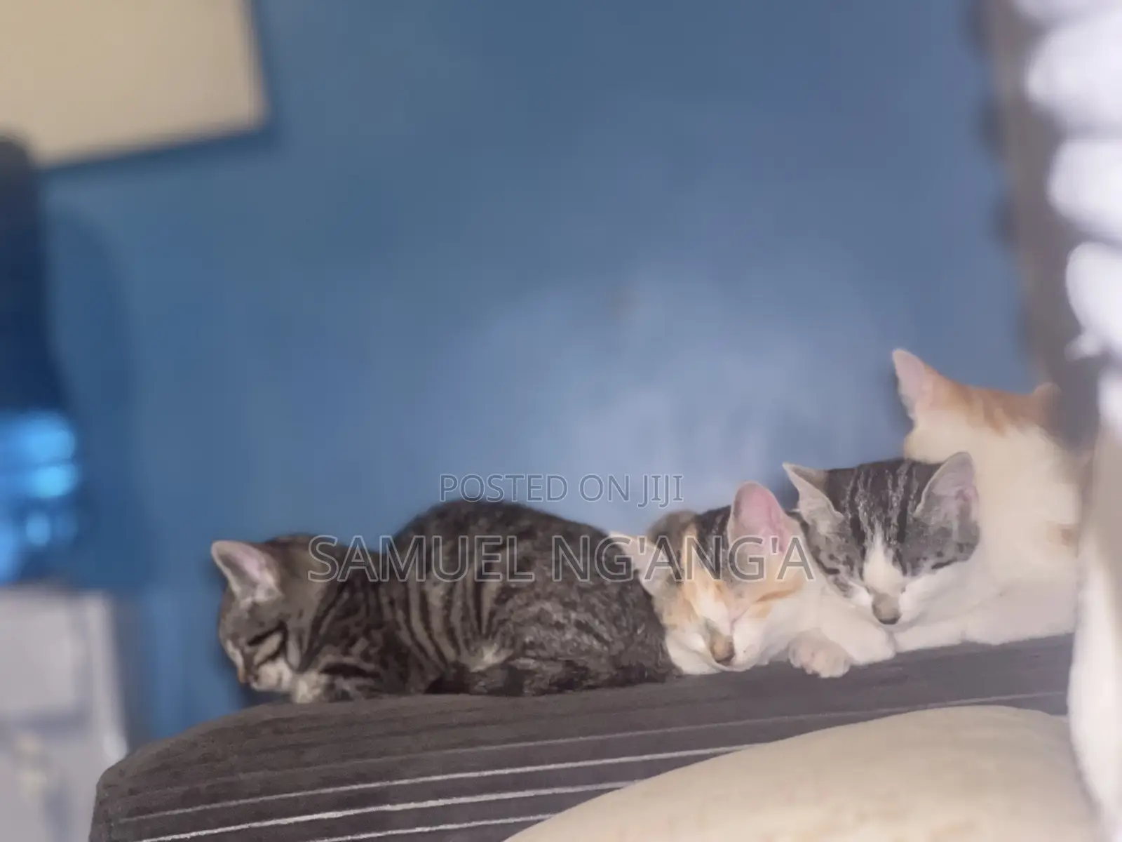 0-1 month Female Mixed Breed American Shorthair