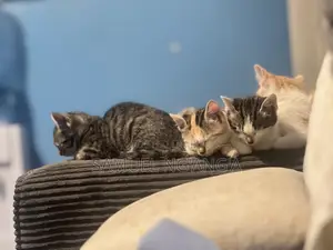 0-1 month Female Mixed Breed American Shorthair