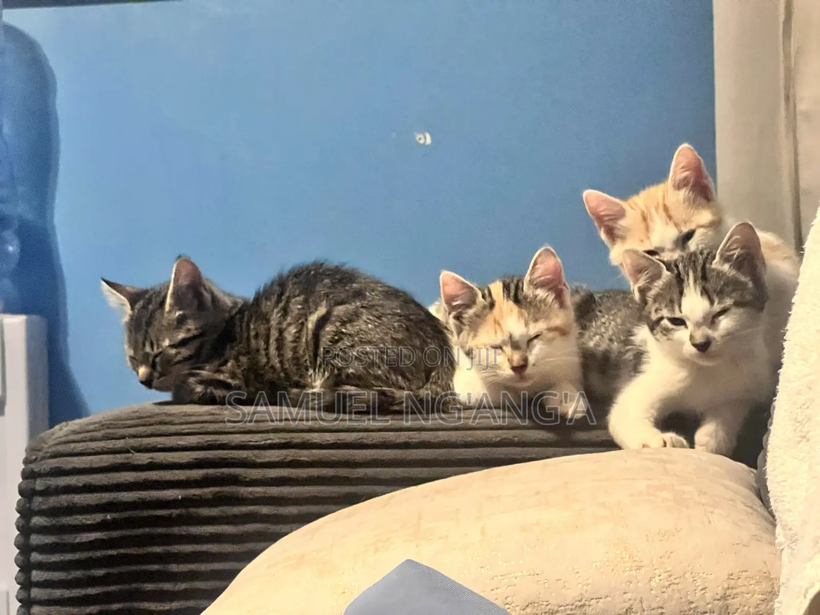 0-1 month Female Mixed Breed American Shorthair