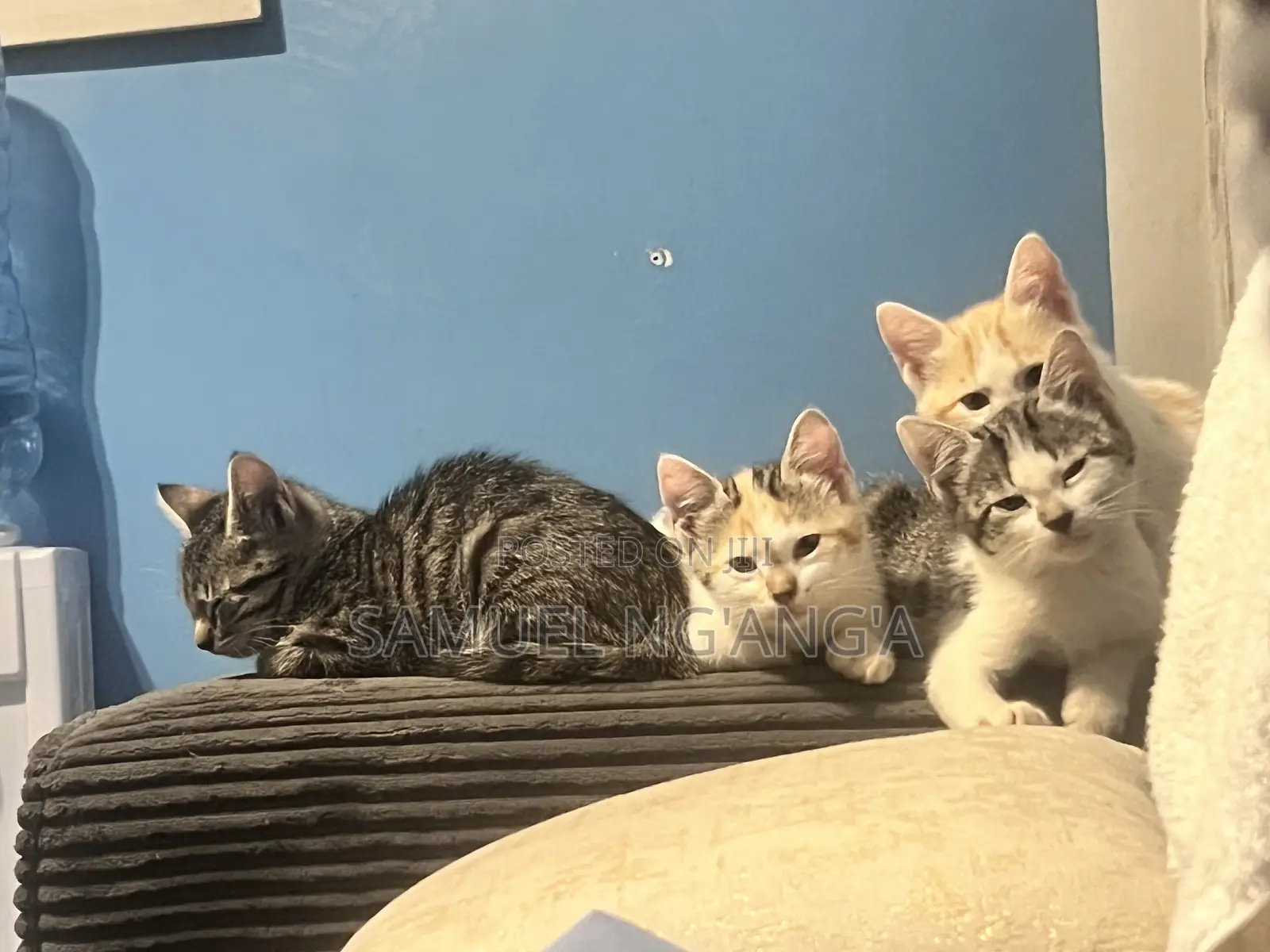 0-1 month Female Mixed Breed American Shorthair