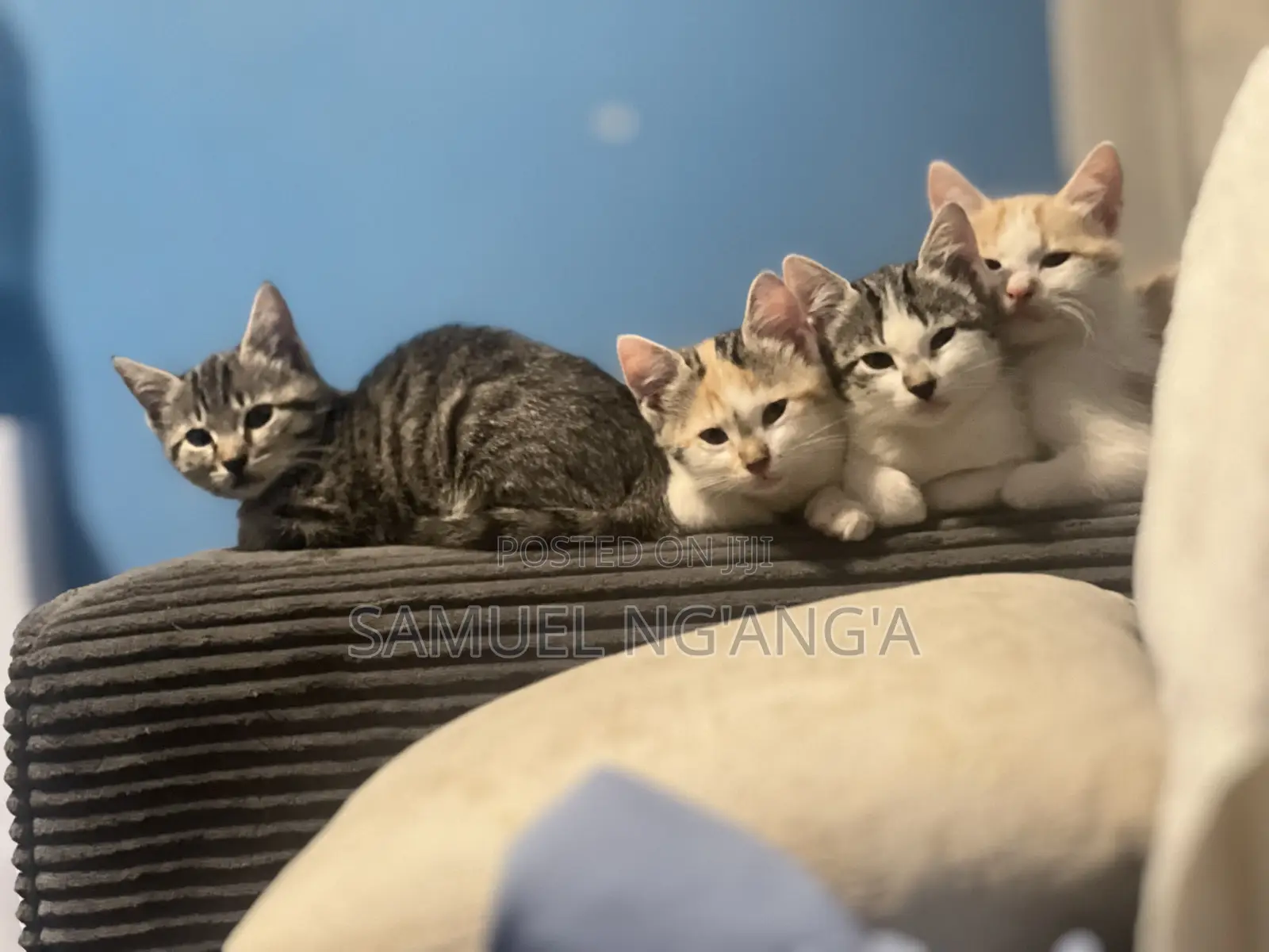 0-1 month Female Mixed Breed American Shorthair