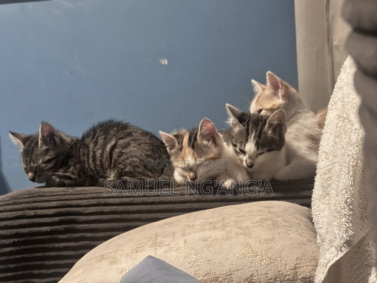 0-1 month Female Mixed Breed American Shorthair