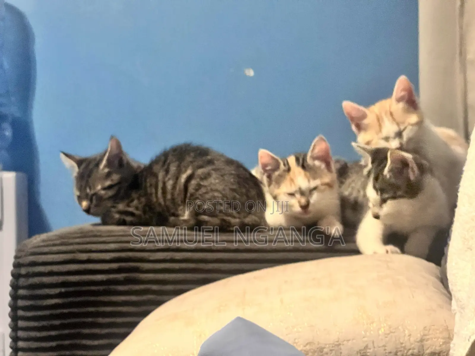 0-1 month Female Mixed Breed American Shorthair