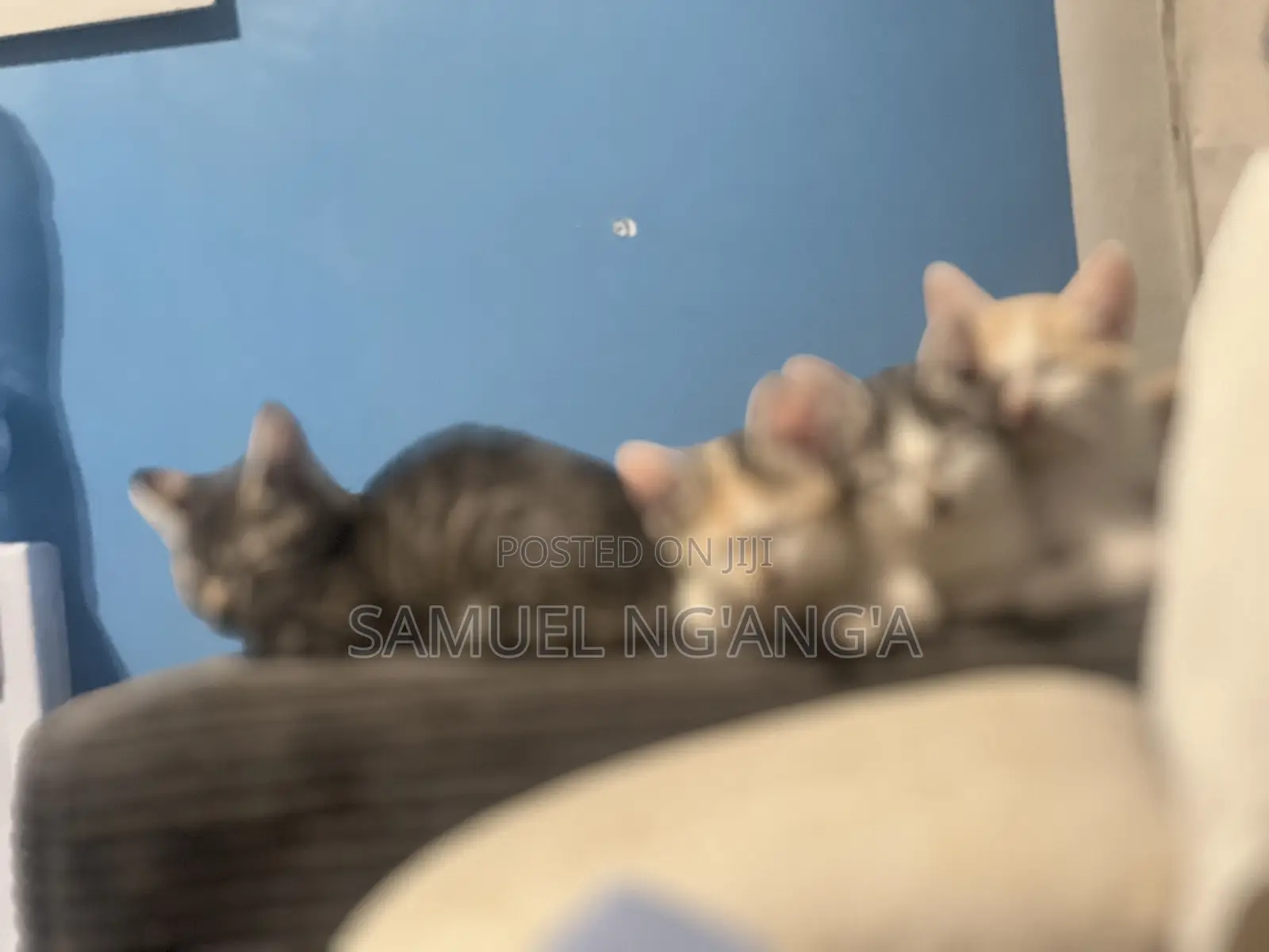 0-1 month Female Mixed Breed American Shorthair