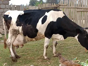 Frisian Giant