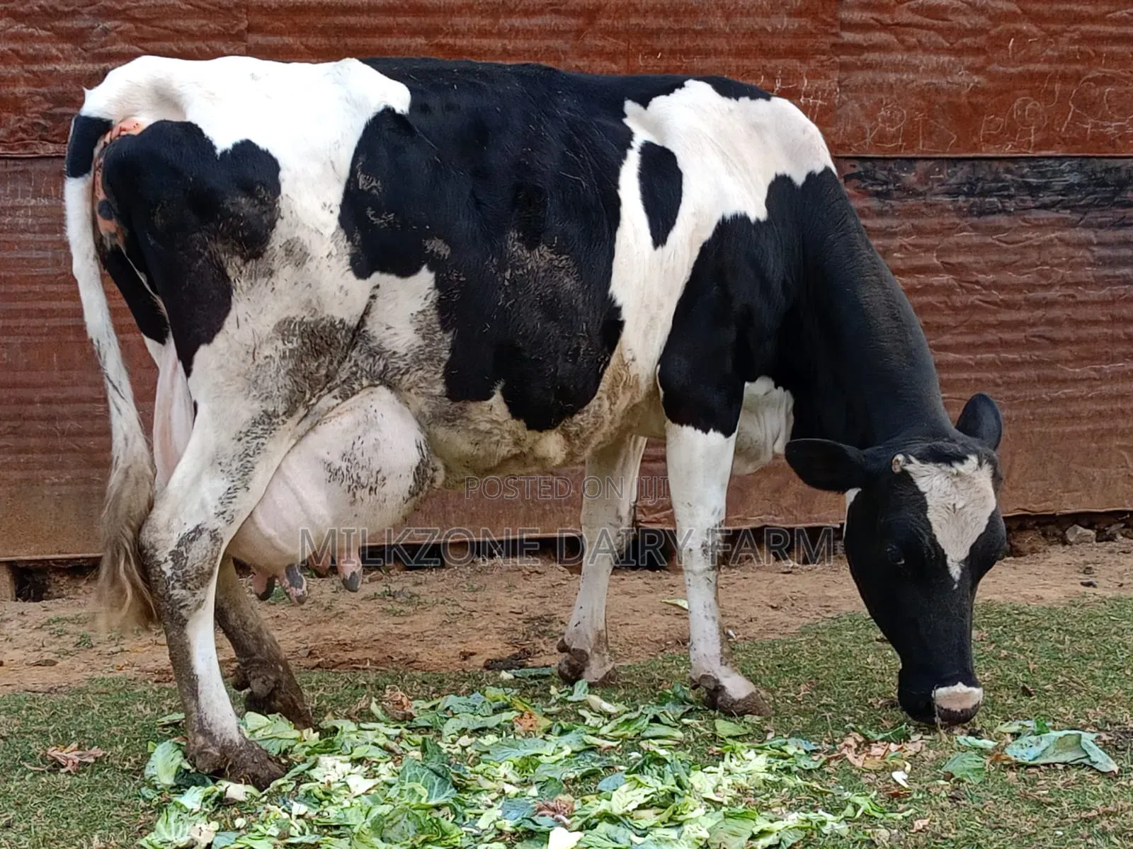 Frisian Giant