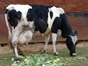 Frisian Giant