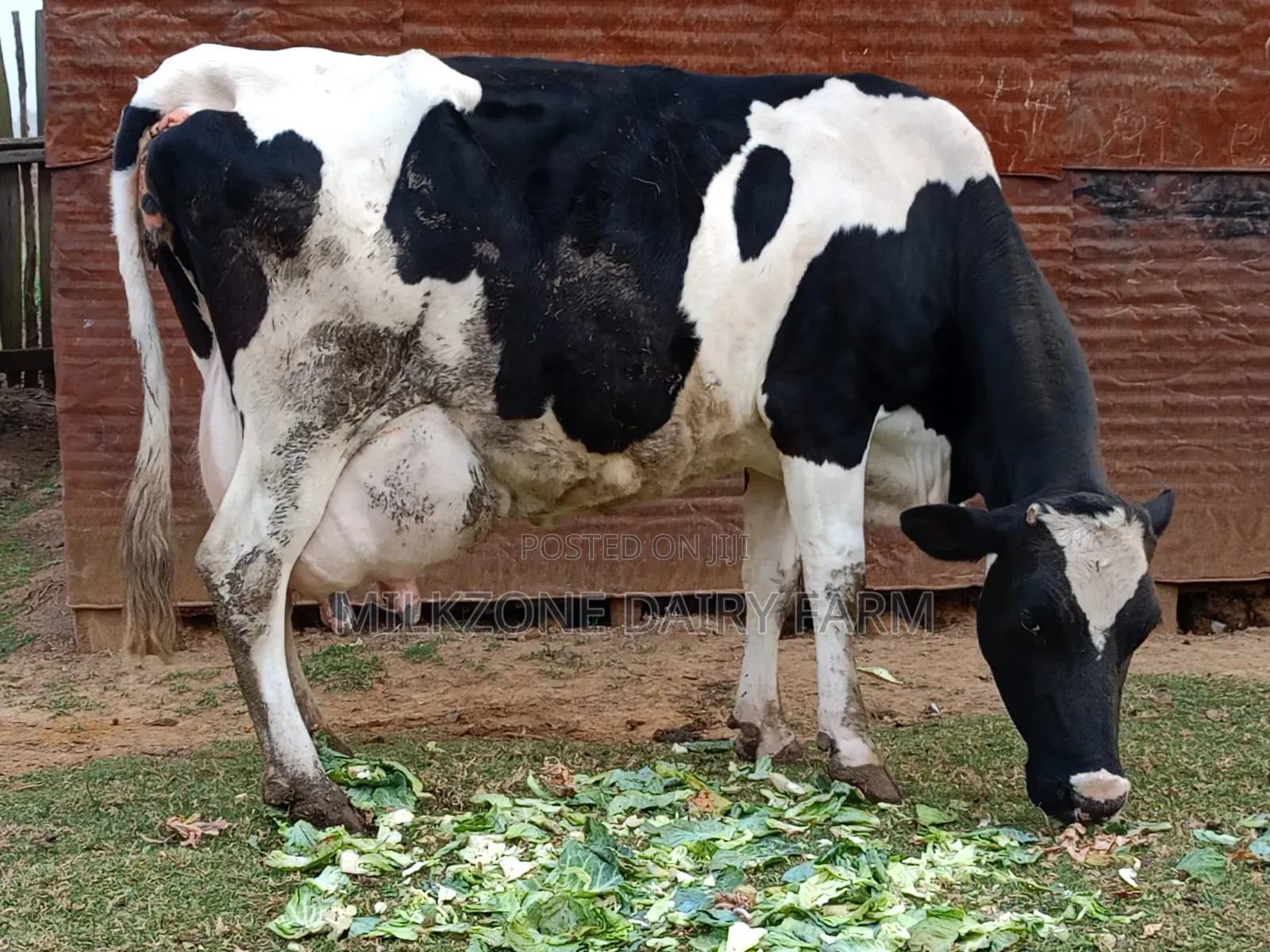 Frisian Giant