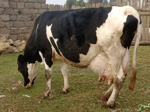 Frisian Giant