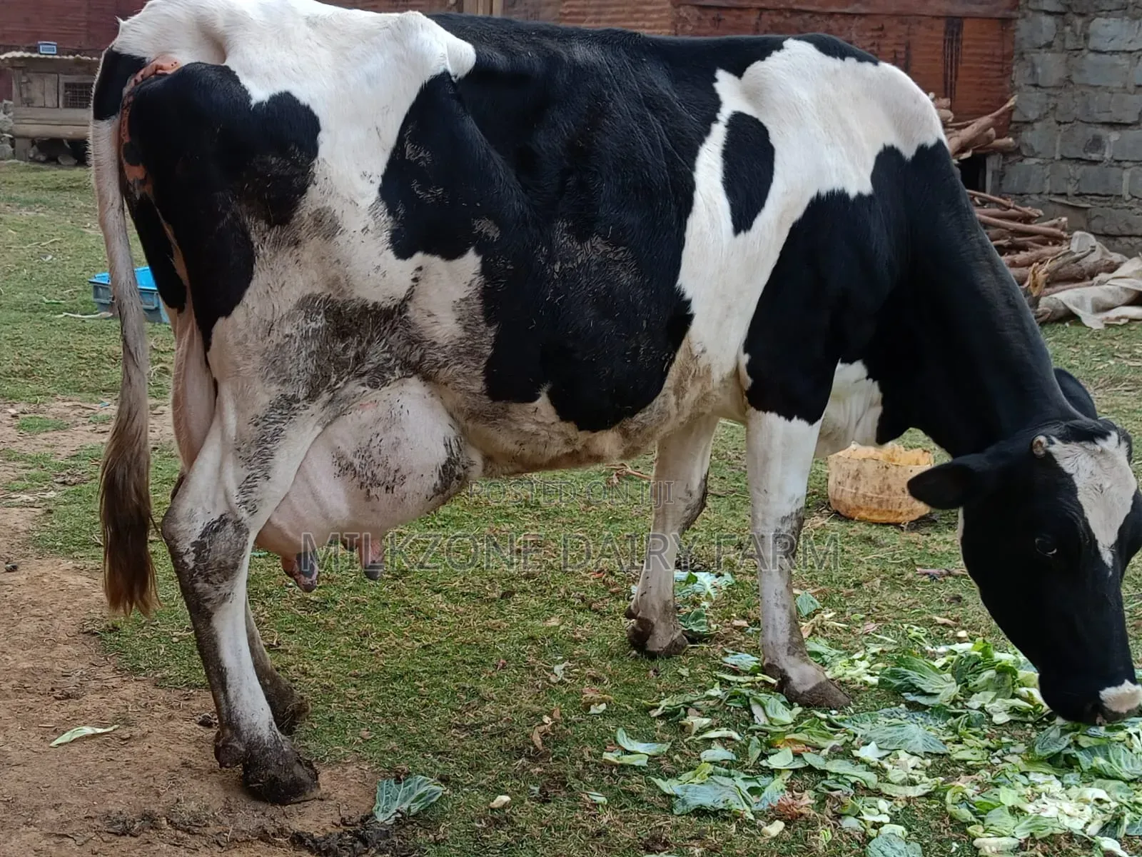 Frisian Giant