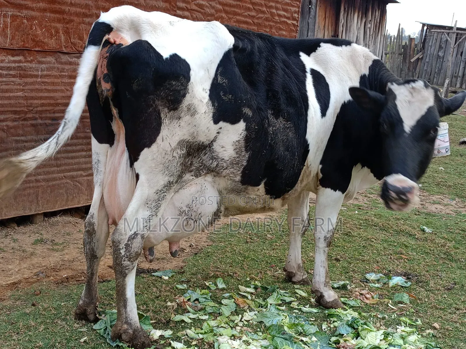 Frisian Giant