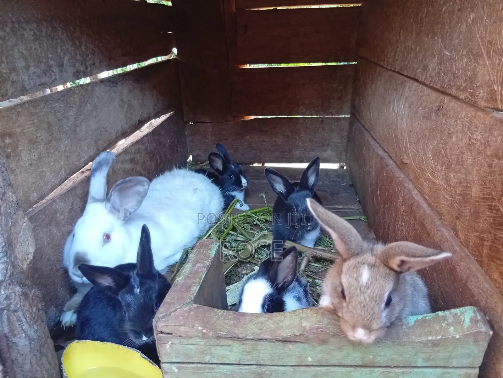 Bunnies on Sale