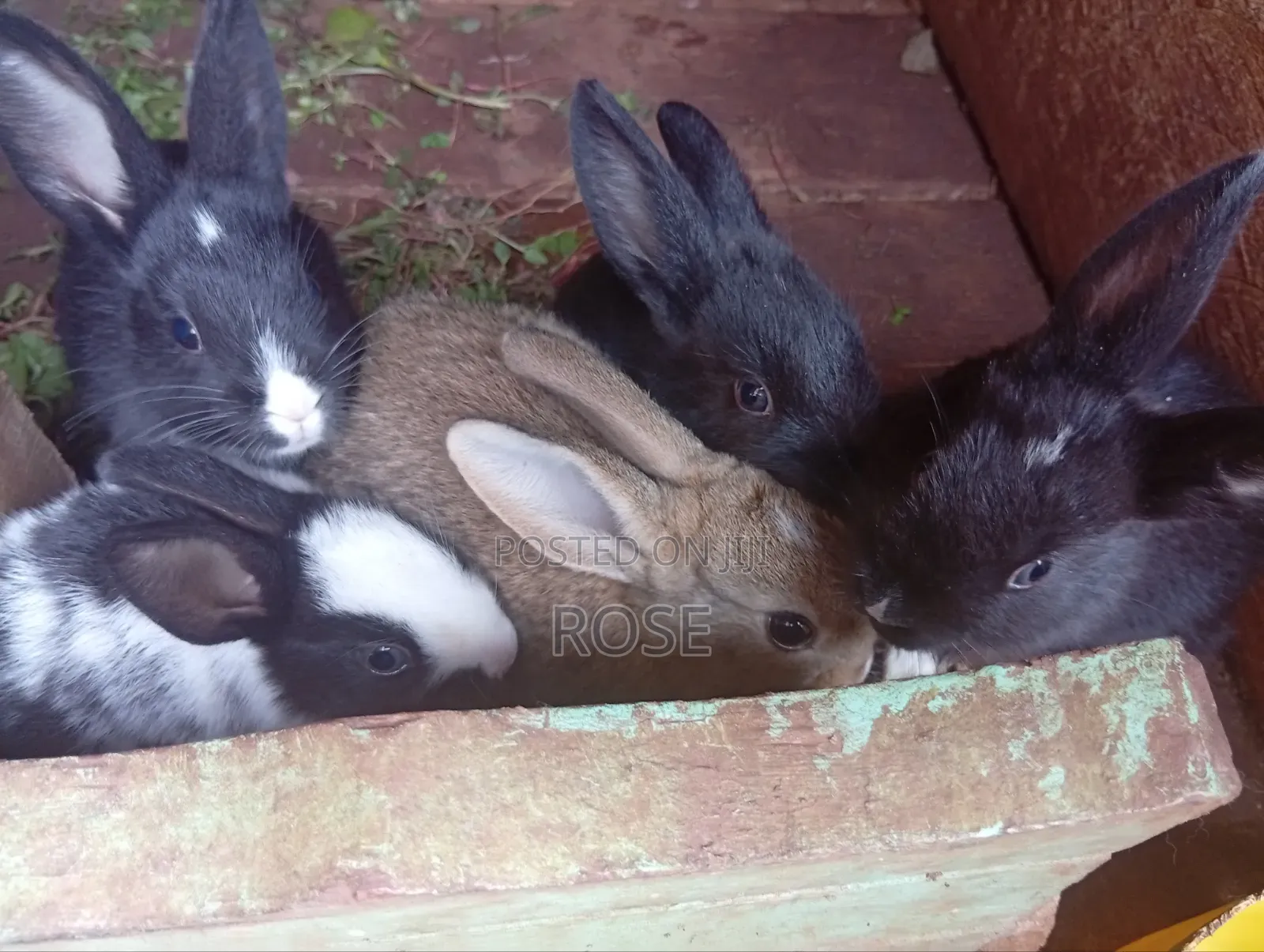 Bunnies on Sale