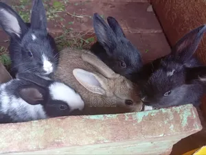 Bunnies on Sale