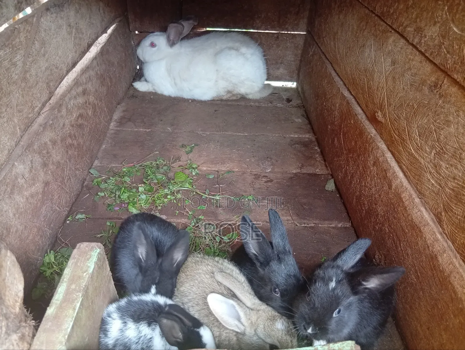 Bunnies on Sale