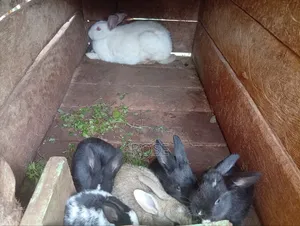 Bunnies on Sale