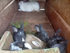 Bunnies on Sale