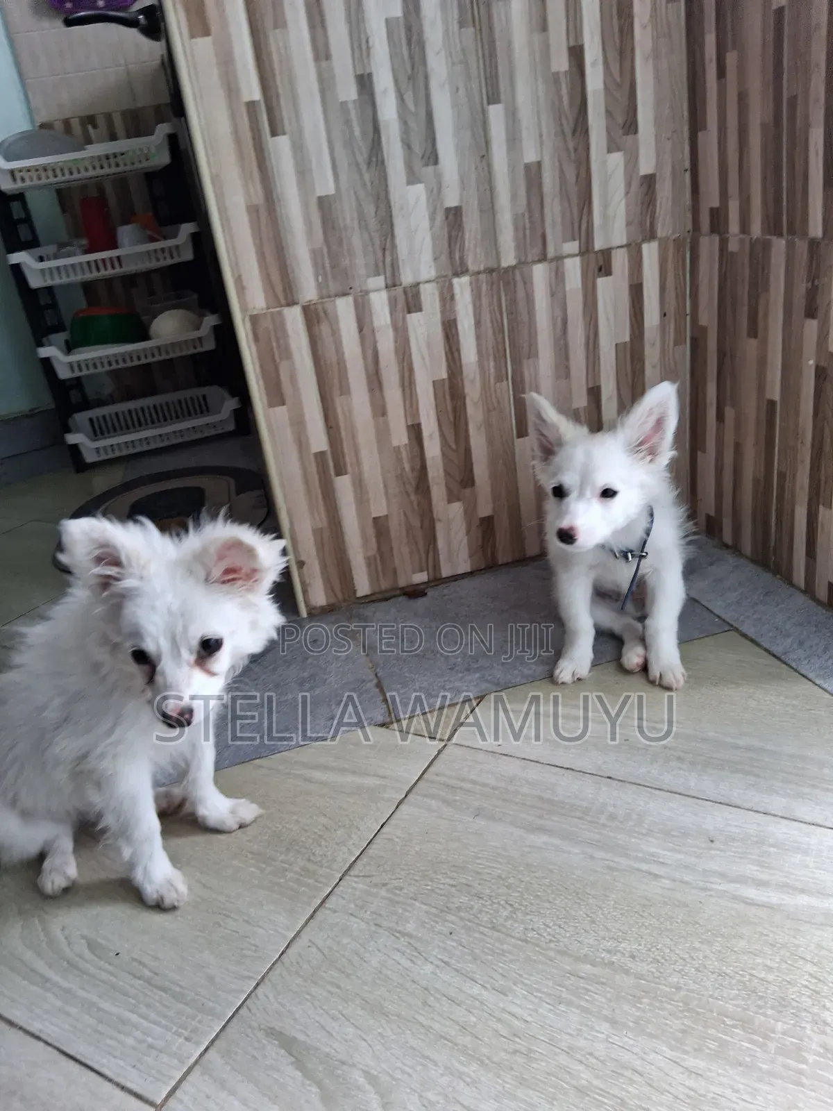 6-12 months Female Purebred Japanese Spitz