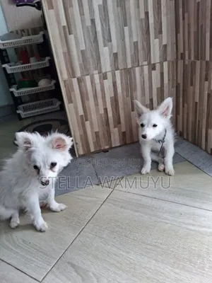 6-12 months Female Purebred Japanese Spitz