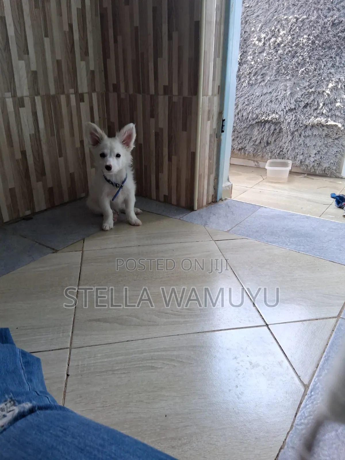 6-12 months Female Purebred Japanese Spitz