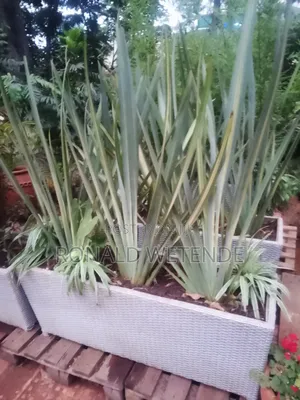 Happyland Scapping