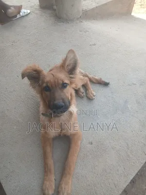 1-3 months Female Purebred Boerboel