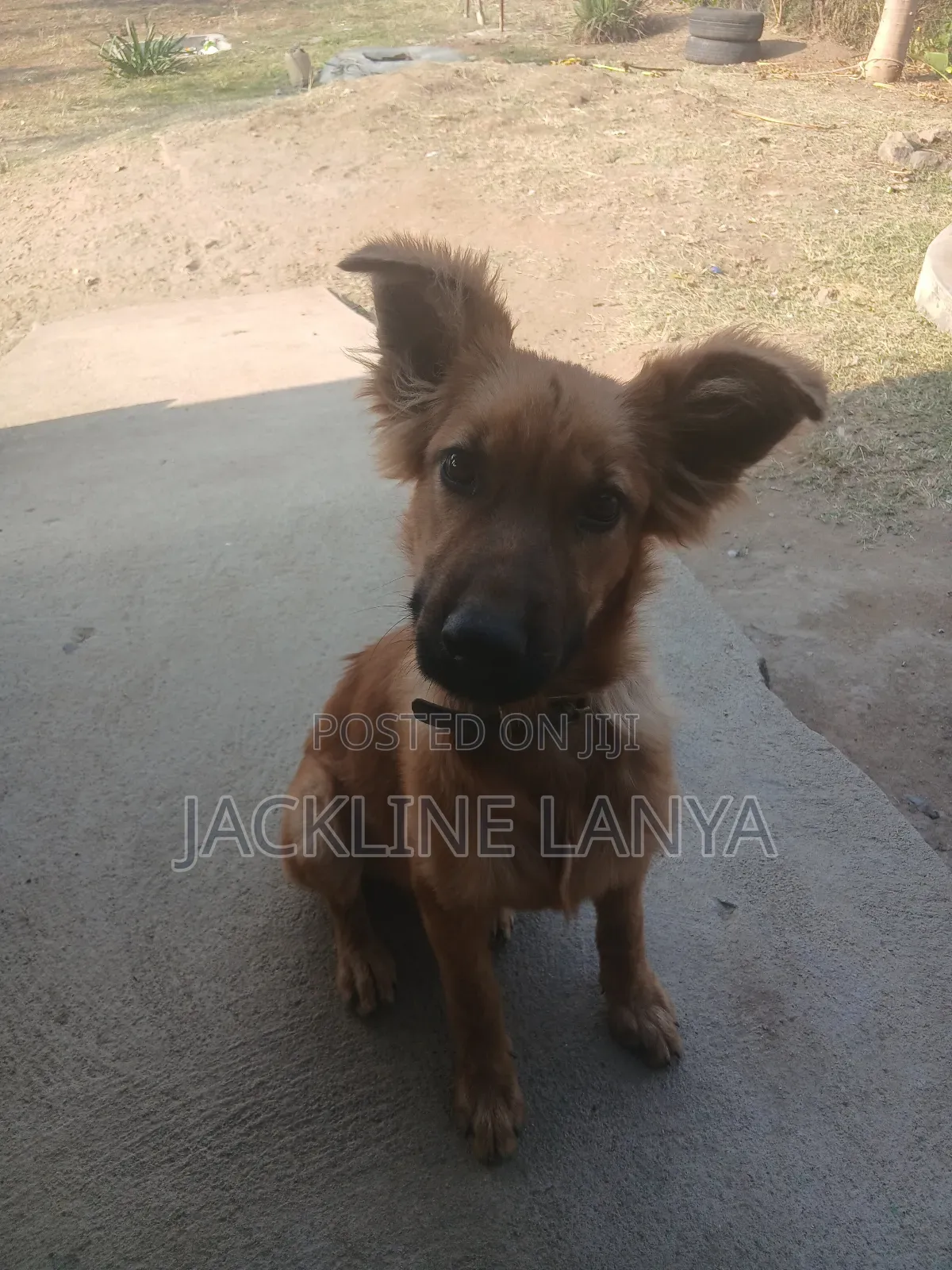 1-3 months Female Purebred Boerboel