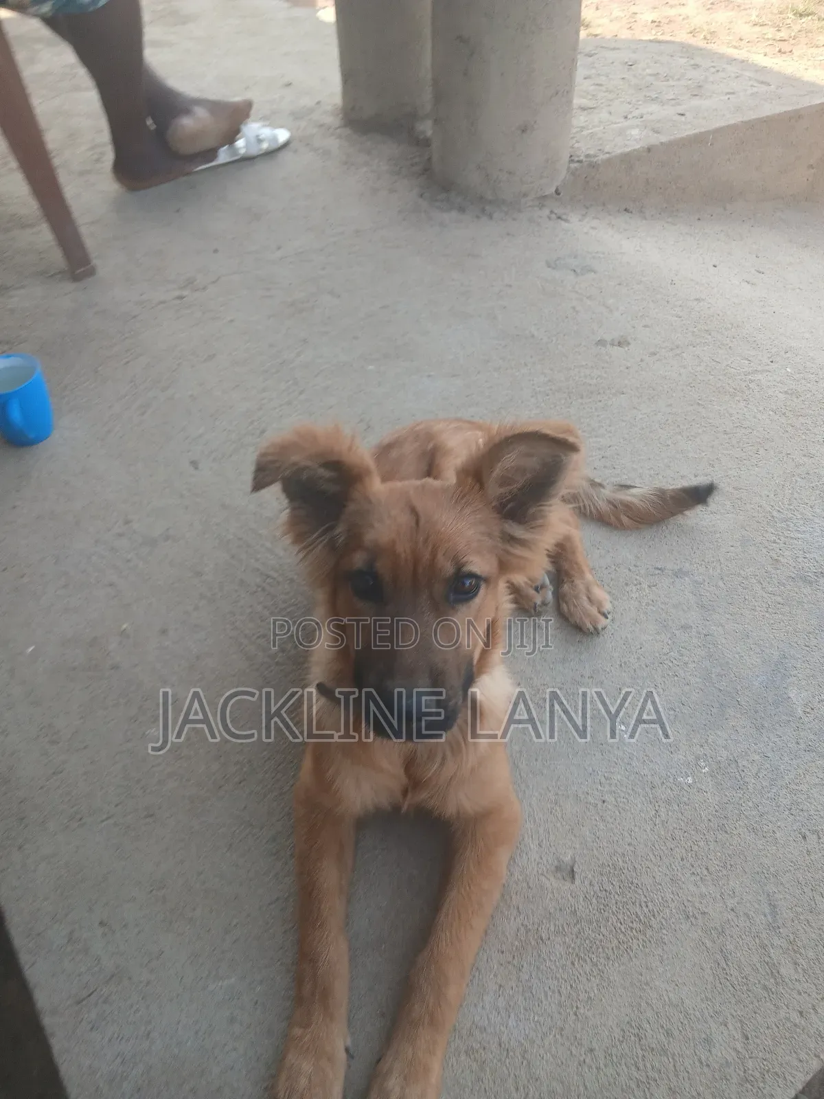 1-3 months Female Purebred Boerboel