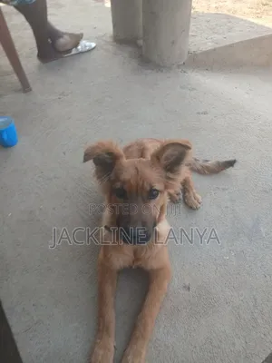 1-3 months Female Purebred Boerboel