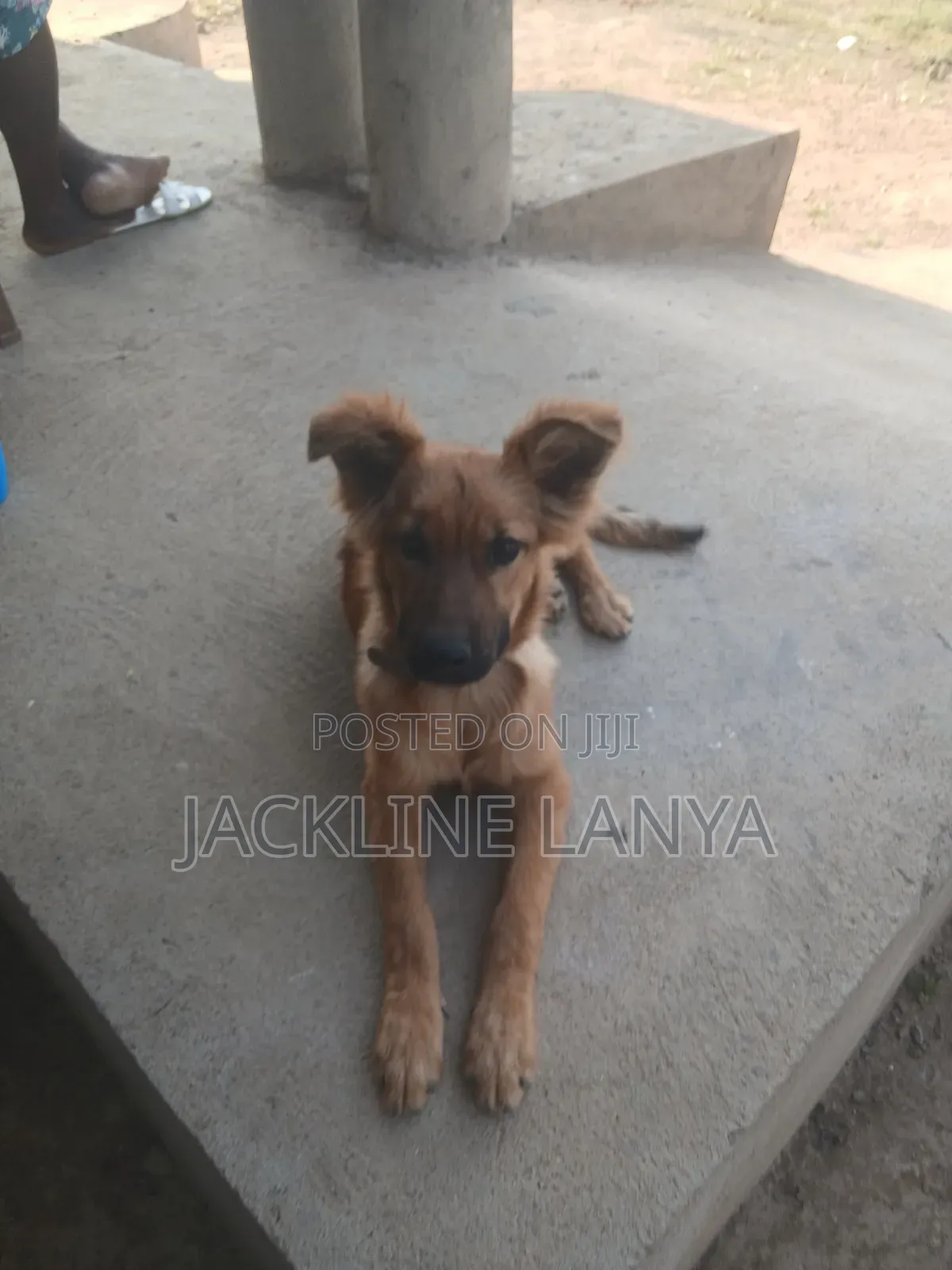1-3 months Female Purebred Boerboel