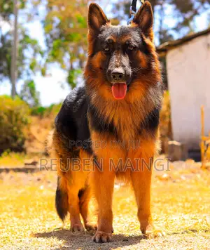 1+ year Male Purebred German Shepherd
