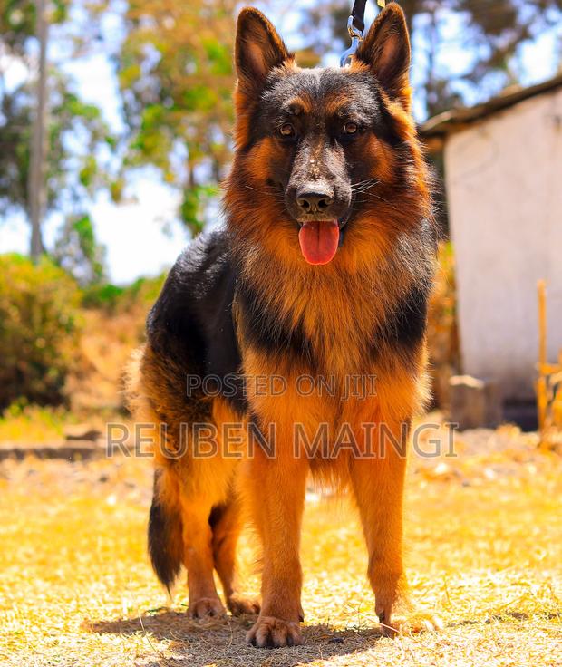1+ year Male Purebred German Shepherd - main view