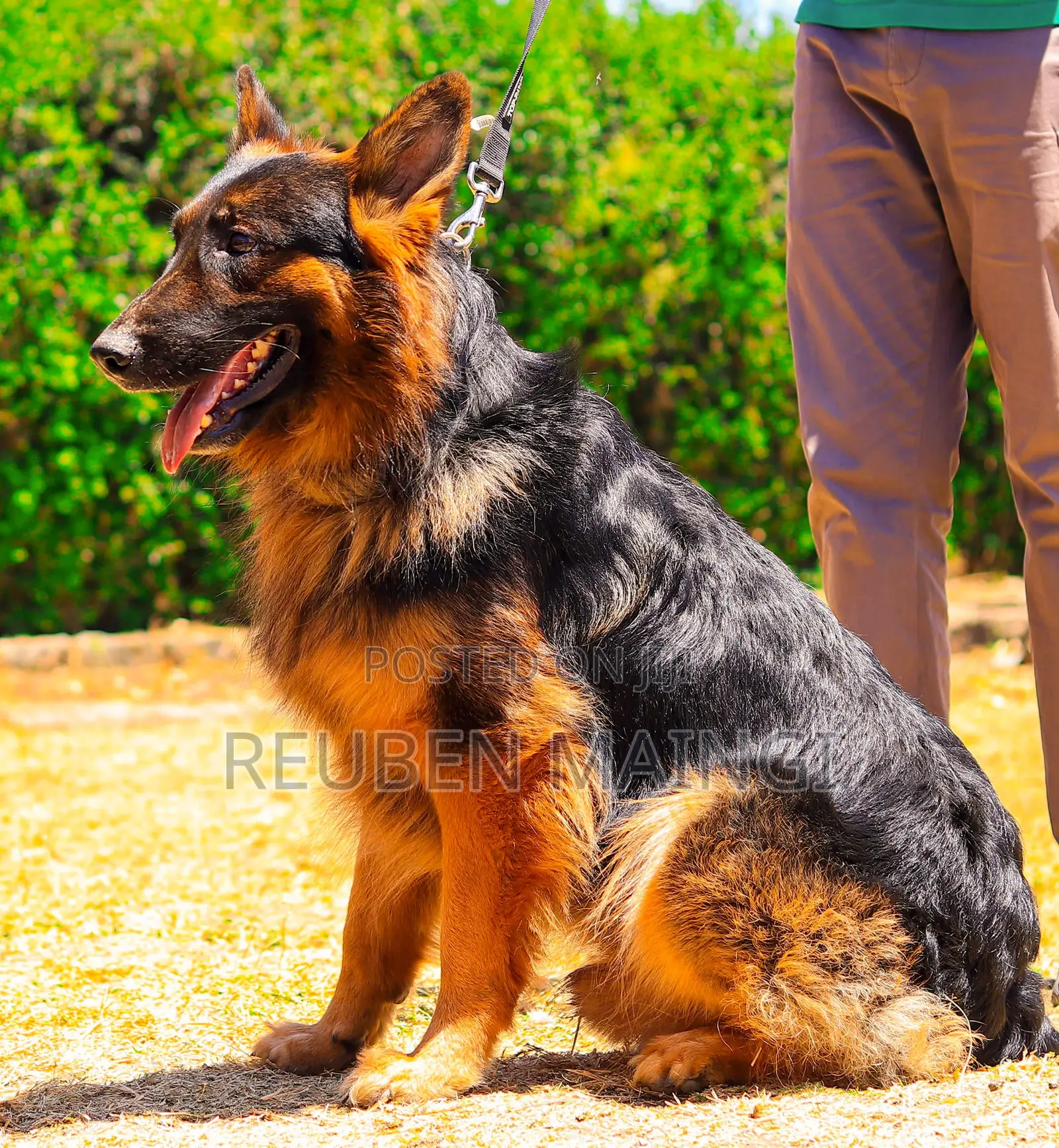 1+ year Male Purebred German Shepherd