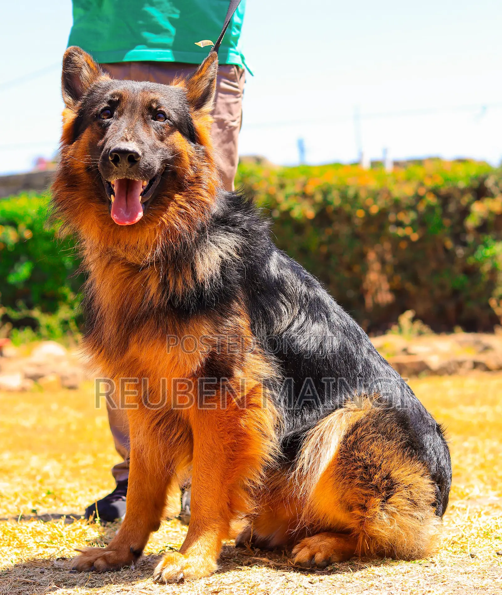 1+ year Male Purebred German Shepherd