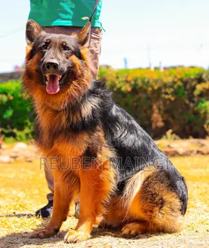 1+ year Male Purebred German Shepherd