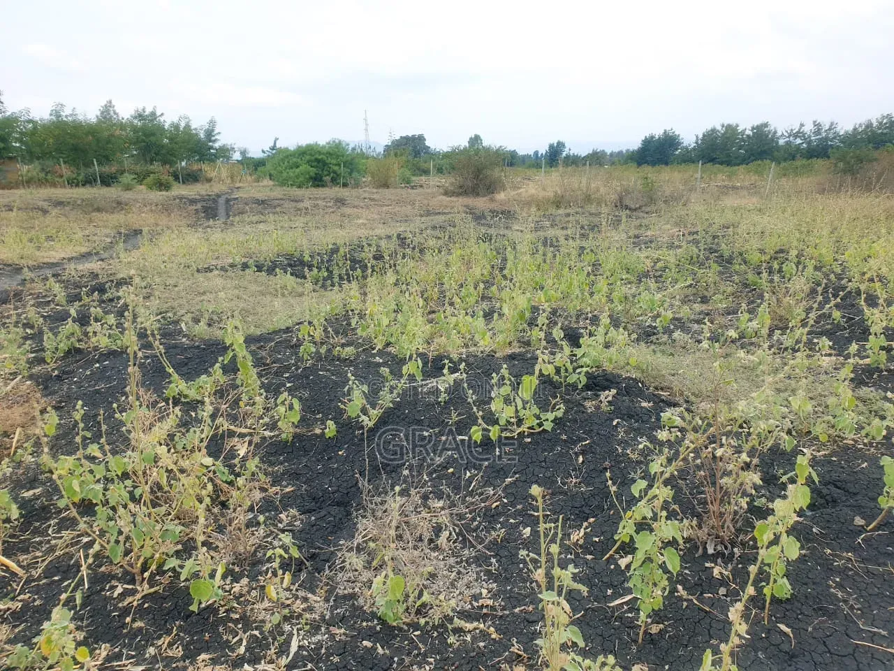 Makutano_Mwea Prime Plots