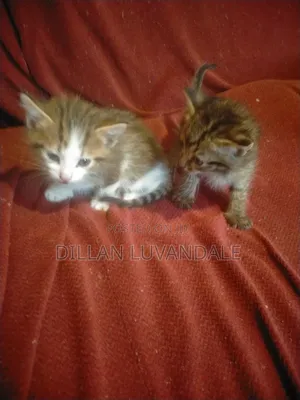 1-3 months Female Purebred Tabby