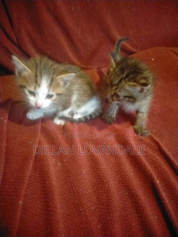 1-3 months Female Purebred Tabby