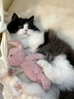1-3 months Male Purebred Persian