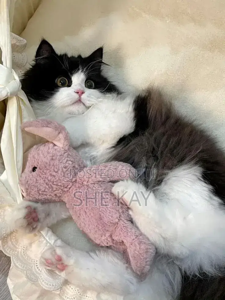 1-3 months Male Purebred Persian