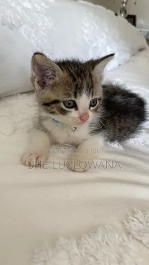 1-3 months Female Purebred Tabby