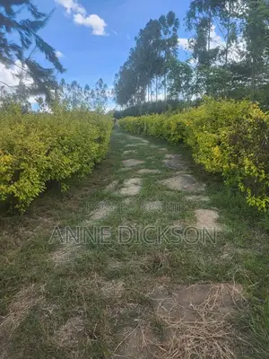 50*100 Plots for Sale in Kitengela Acacia Area for Ksh.1.45M