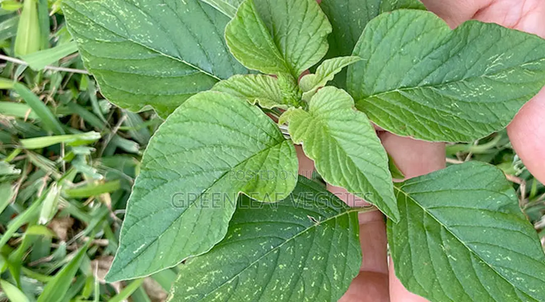 Greenleaf Veggies: Dried Terere/McHicha(Amaranth Leaves) - ReadyToCook