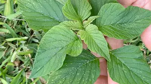 Greenleaf Veggies: Dried Terere/McHicha(Amaranth Leaves) - ReadyToCook