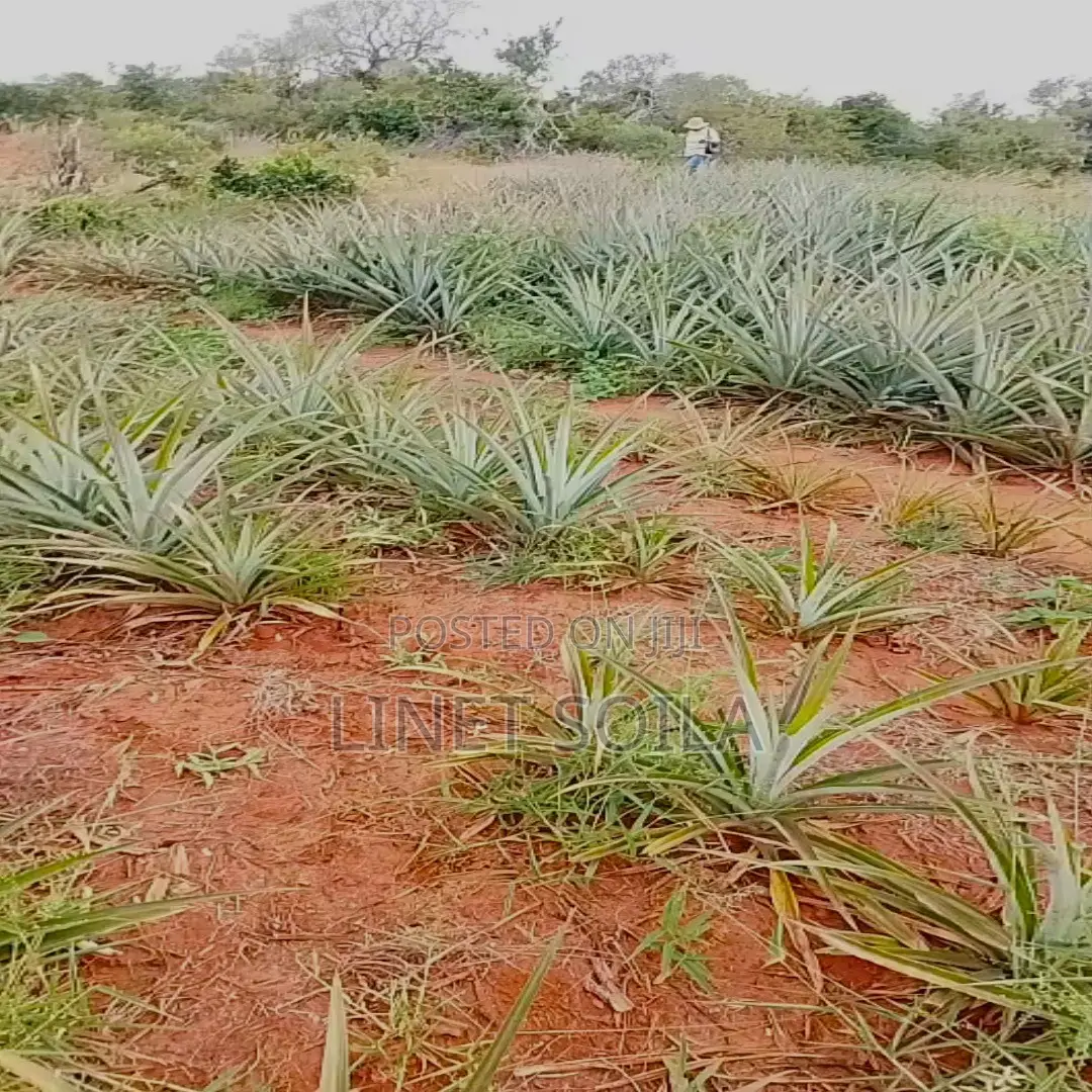 Plot for Sale Malindi